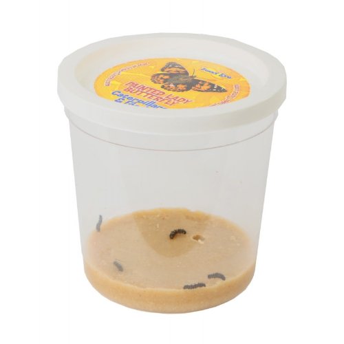Insect Lore Live Butterfly Garden Insect Lore Live Butterfly Garden